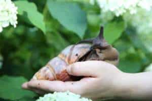 Achatschnecke im Lerncoaching mit Eileen Voelzmann-Paesler